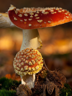 Fondo de pantalla Mushroom - Amanita 240x320