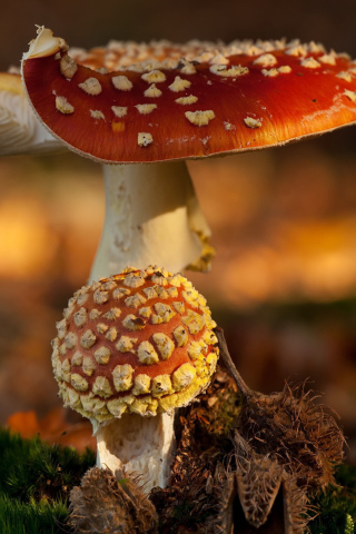 Das Mushroom - Amanita Wallpaper 320x480