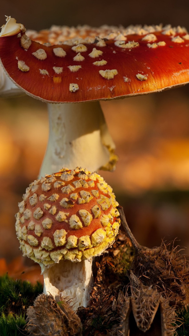 Fondo de pantalla Mushroom - Amanita 640x1136