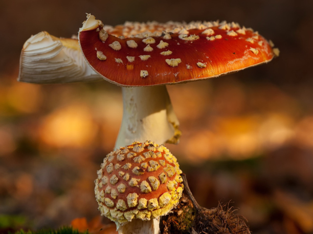 Screenshot №1 pro téma Mushroom - Amanita 640x480