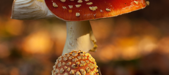Sfondi Mushroom - Amanita 720x320