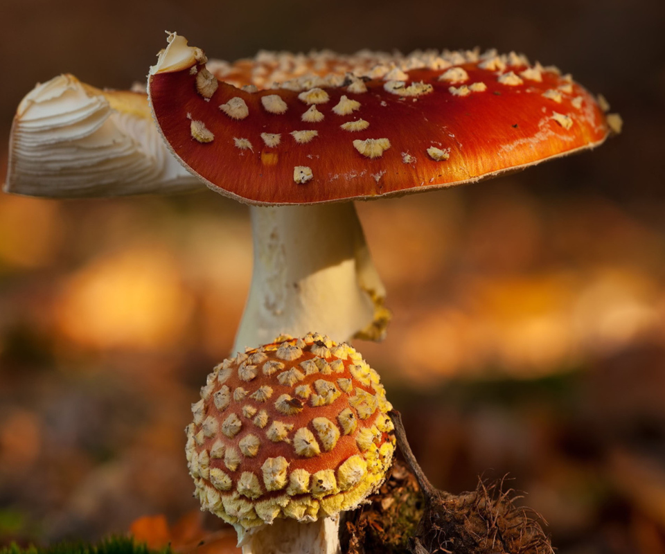 Обои Mushroom - Amanita 960x800