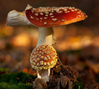 Mushroom - Amanita sfondi gratuiti per iPad mini