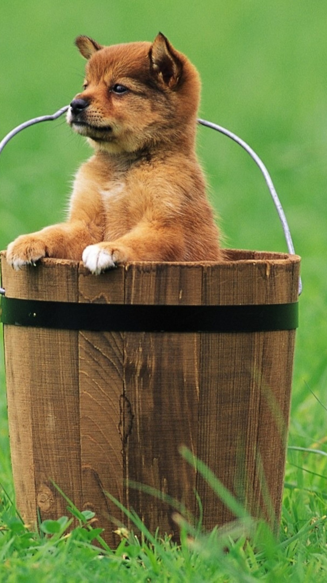 Sfondi Puppy Dog In Bucket 1080x1920