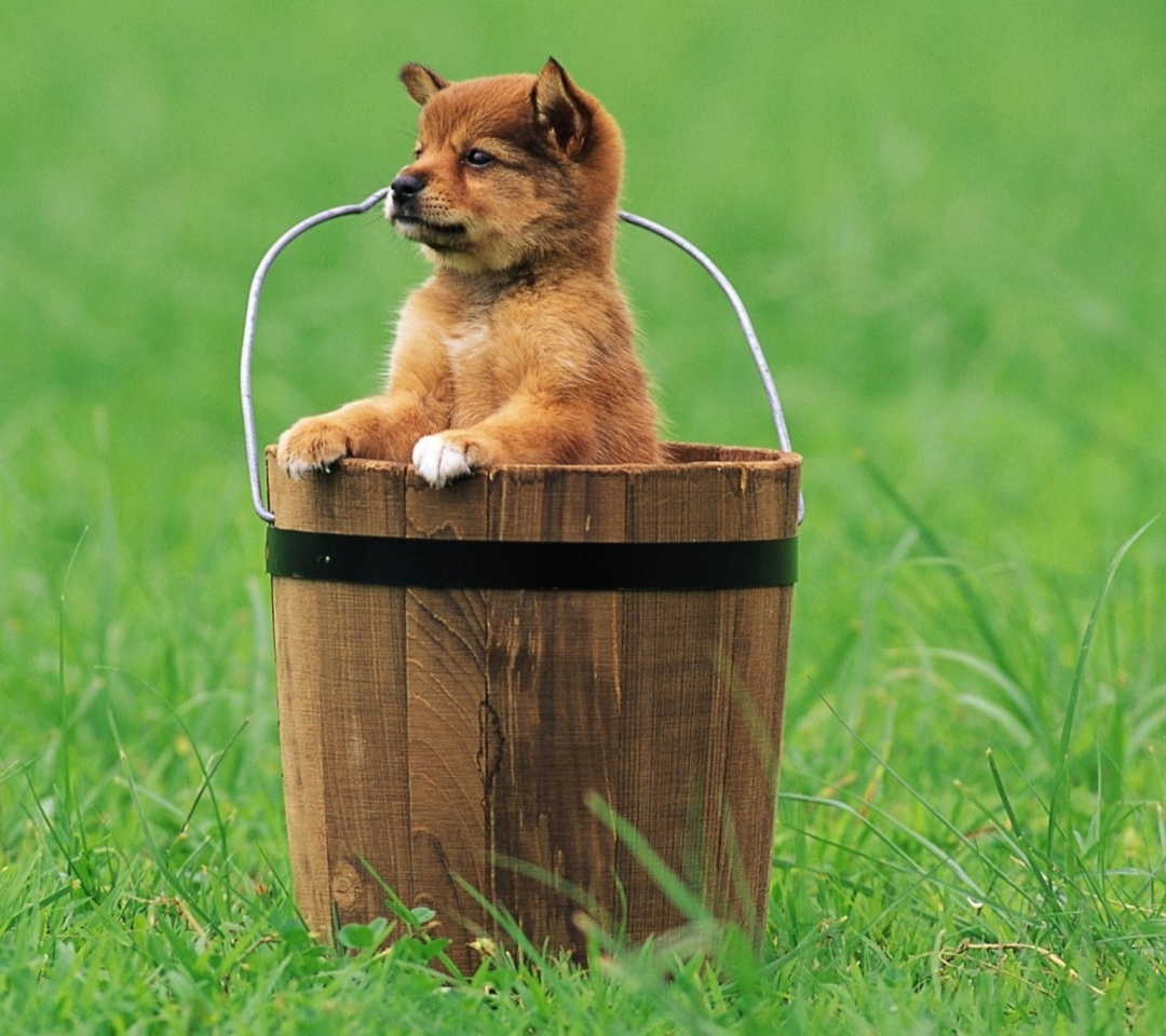 Das Puppy Dog In Bucket Wallpaper 1080x960