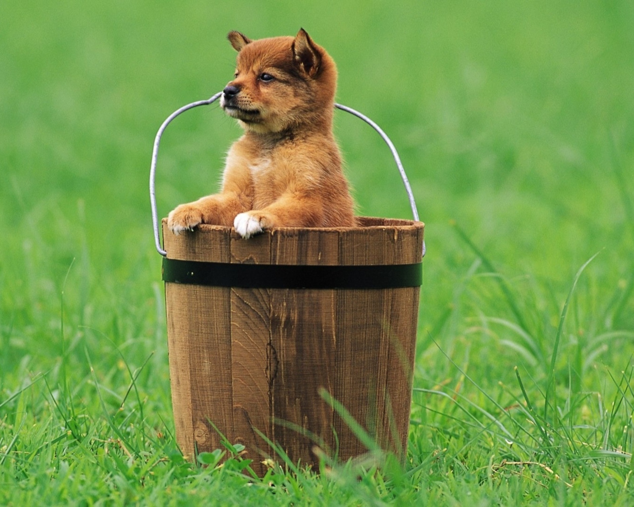 Sfondi Puppy Dog In Bucket 1280x1024
