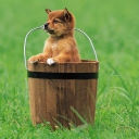 Puppy Dog In Bucket screenshot #1 128x128