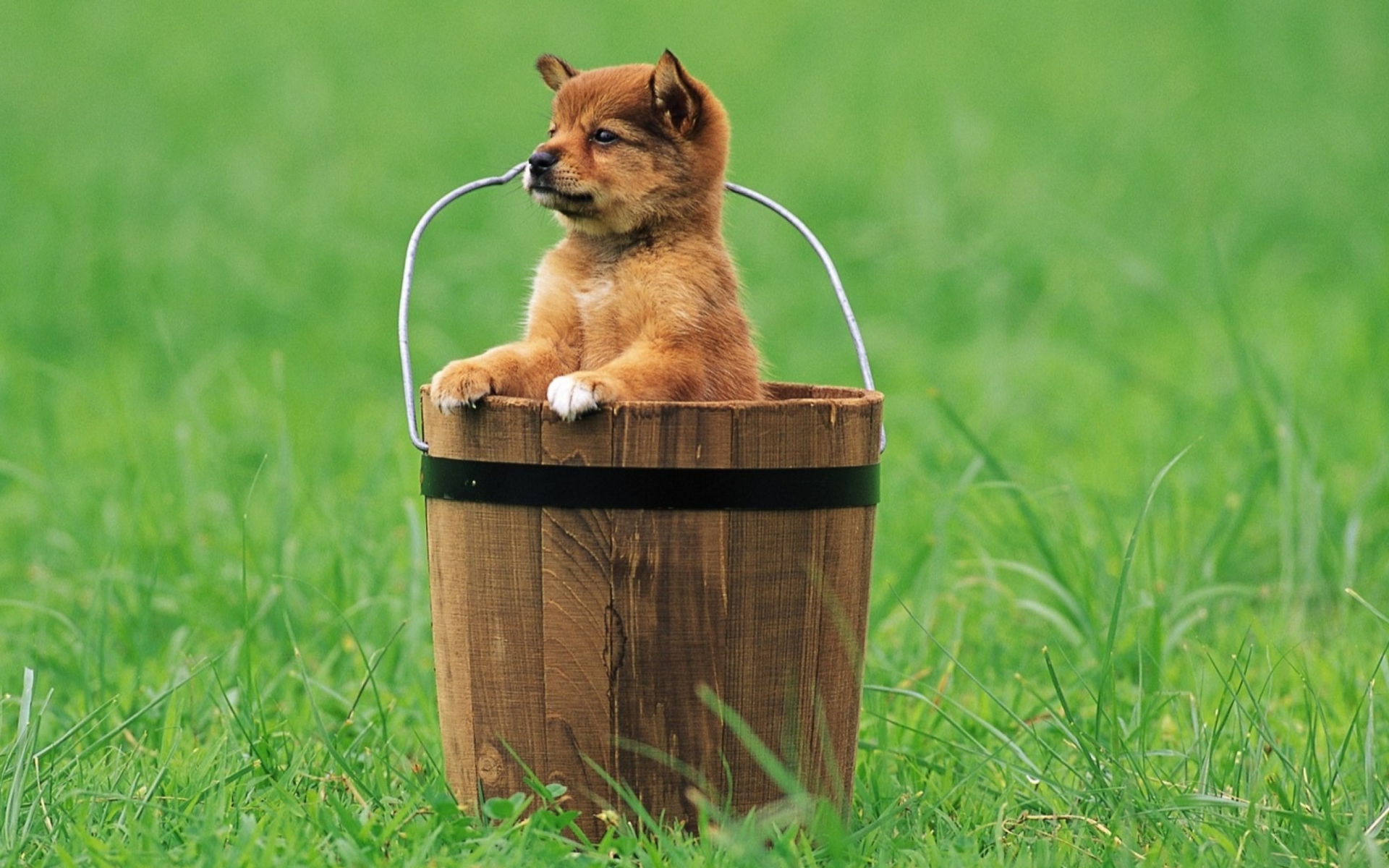 Fondo de pantalla Puppy Dog In Bucket 1920x1200