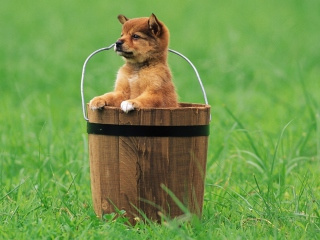 Sfondi Puppy Dog In Bucket 320x240