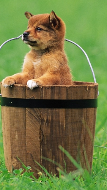 Das Puppy Dog In Bucket Wallpaper 360x640