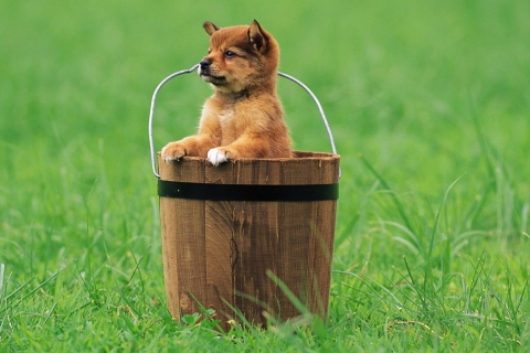 Fondo de pantalla Puppy Dog In Bucket 480x320