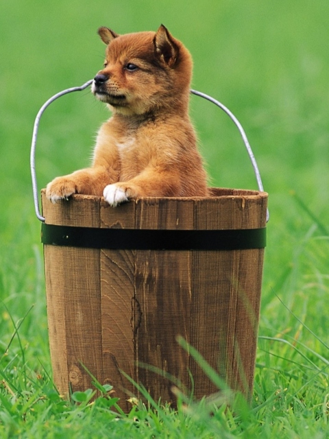 Fondo de pantalla Puppy Dog In Bucket 480x640