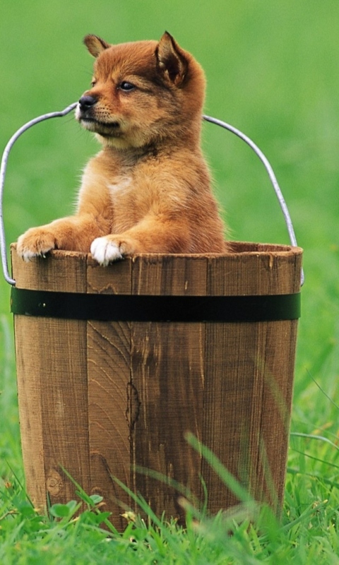 Fondo de pantalla Puppy Dog In Bucket 480x800