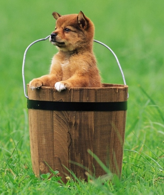 Kostenloses Puppy Dog In Bucket Wallpaper für Motorola W450 Active