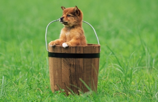 Puppy Dog In Bucket Background for Android, iPhone and iPad