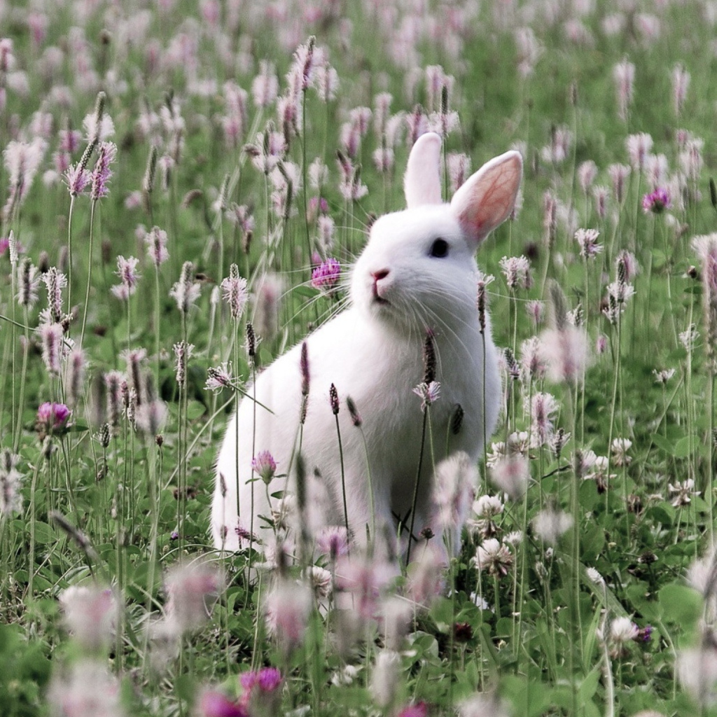 Screenshot №1 pro téma White Rabbit In Flower Field 1024x1024