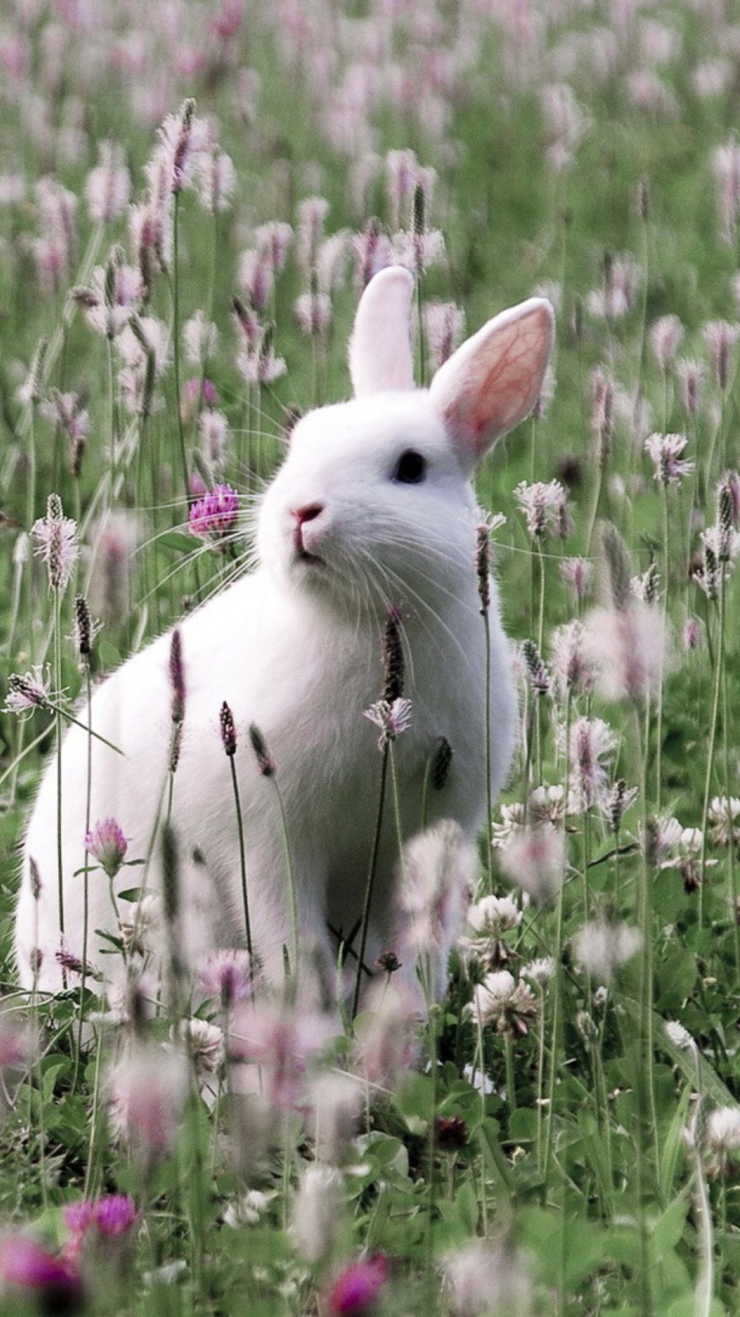 White Rabbit In Flower Field wallpaper 1080x1920