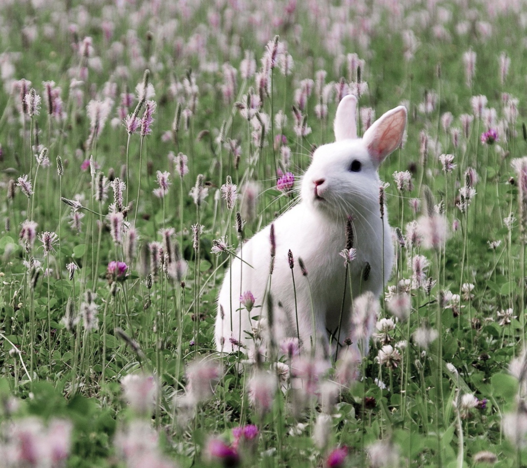 Das White Rabbit In Flower Field Wallpaper 1080x960