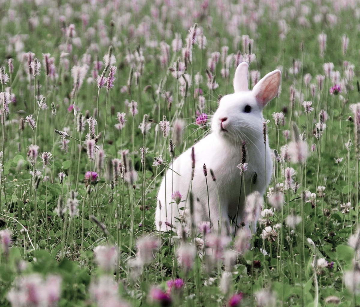 Обои White Rabbit In Flower Field 1200x1024
