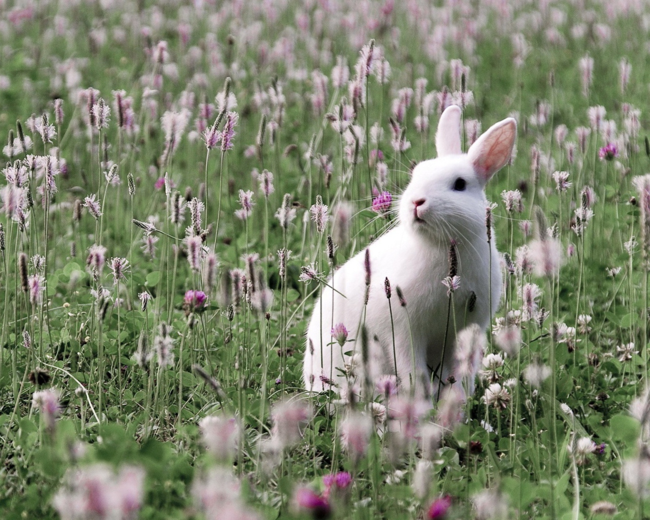 Screenshot №1 pro téma White Rabbit In Flower Field 1280x1024