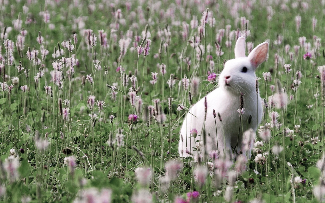 Обои White Rabbit In Flower Field 1280x800