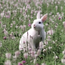 Das White Rabbit In Flower Field Wallpaper 128x128