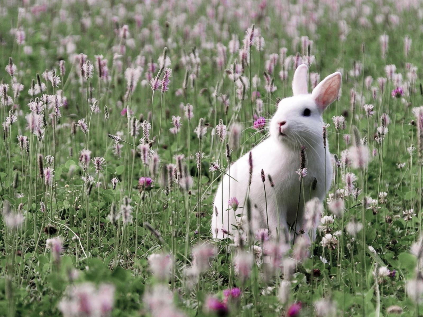 Screenshot №1 pro téma White Rabbit In Flower Field 1600x1200