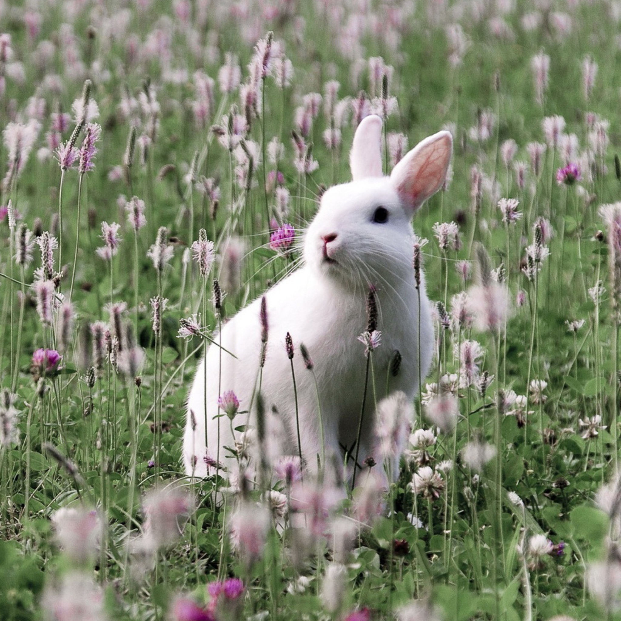 Sfondi White Rabbit In Flower Field 2048x2048