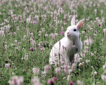 Обои White Rabbit In Flower Field 220x176