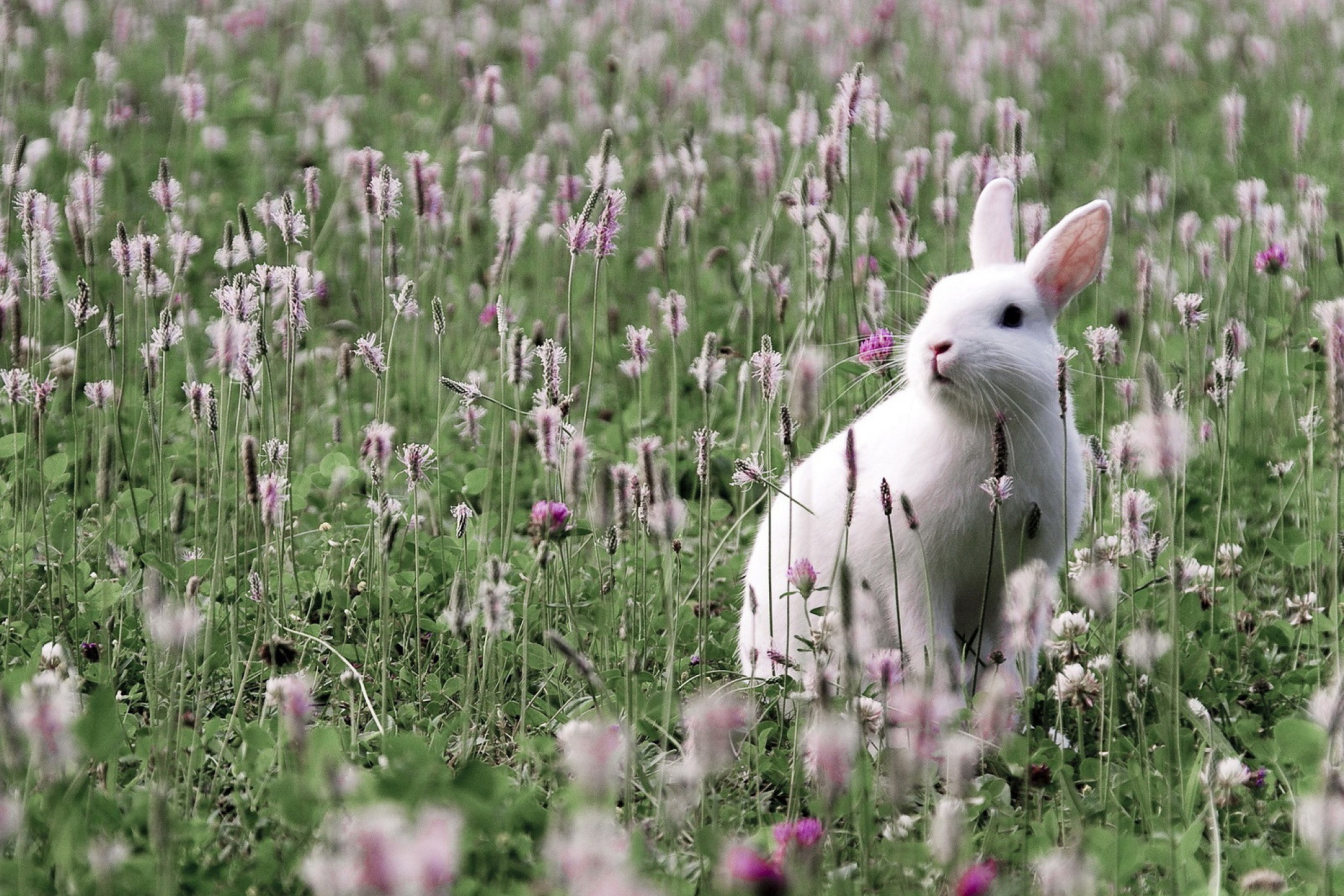 Das White Rabbit In Flower Field Wallpaper 2880x1920