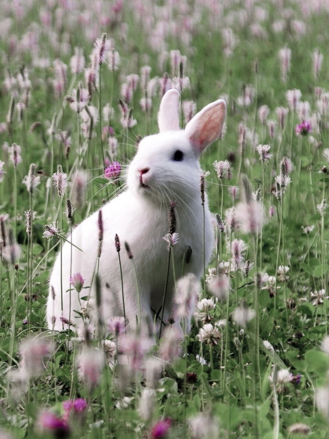 Das White Rabbit In Flower Field Wallpaper 480x640
