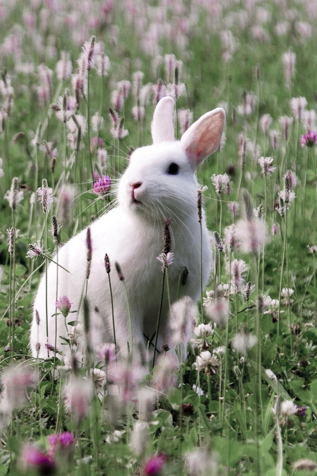 Обои White Rabbit In Flower Field 640x960