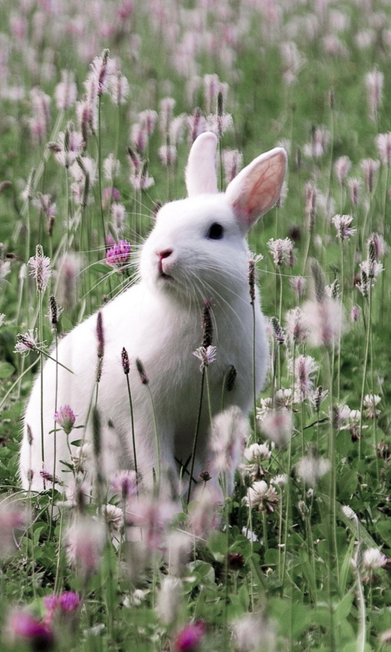 Das White Rabbit In Flower Field Wallpaper 768x1280