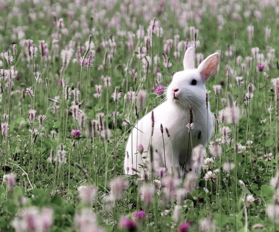 Das White Rabbit In Flower Field Wallpaper 960x800