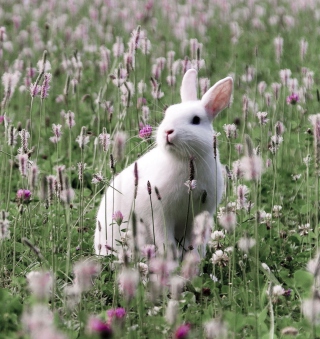 Kostenloses White Rabbit In Flower Field Wallpaper für iPad mini 2