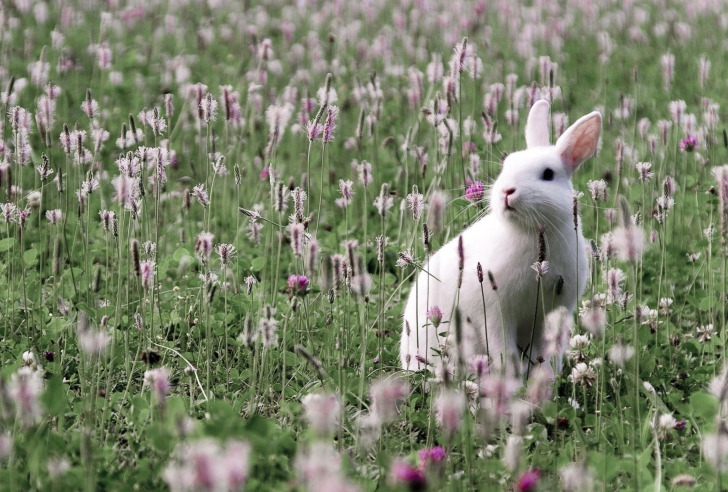 Обои White Rabbit In Flower Field