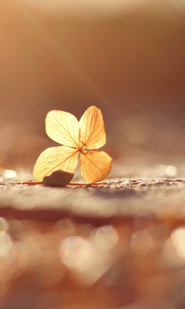 Leaf At Autumn Sun wallpaper 768x1280