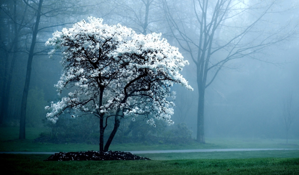 White Magnolia Tree wallpaper 1024x600