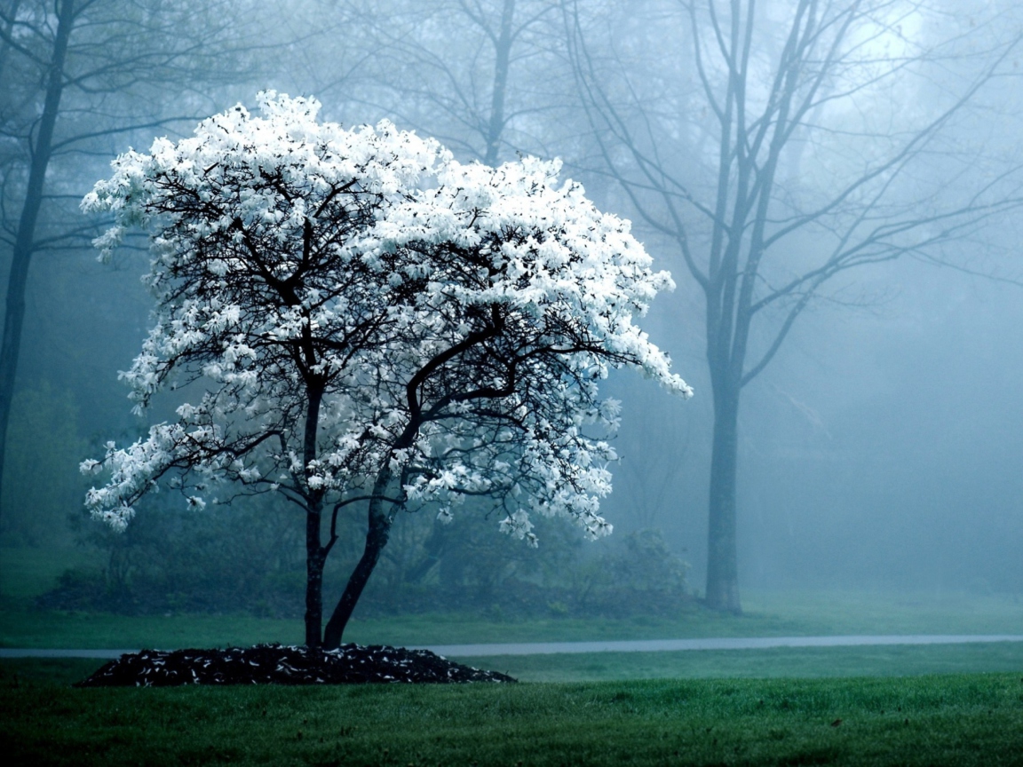 White Magnolia Tree screenshot #1 1152x864
