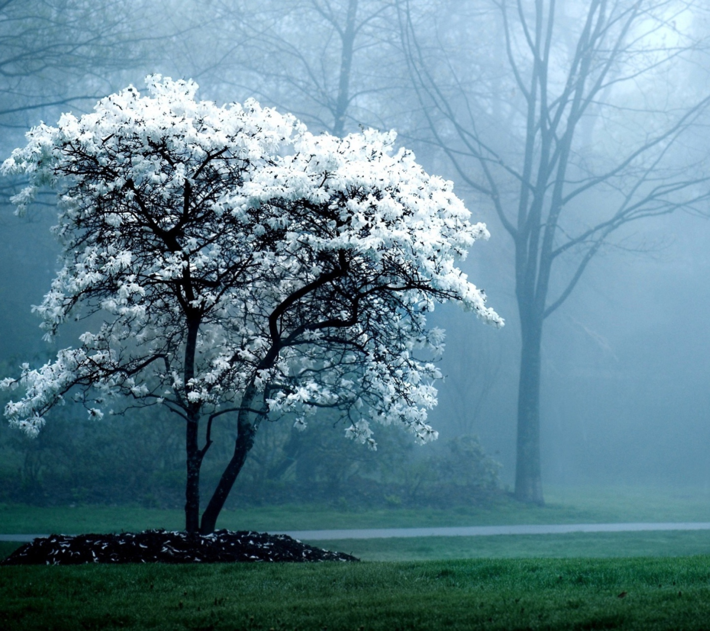 Обои White Magnolia Tree 1440x1280