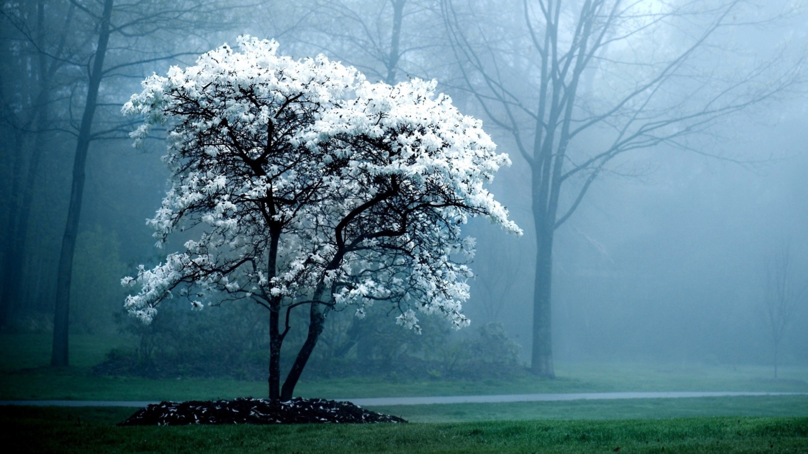 White Magnolia Tree wallpaper 1600x900