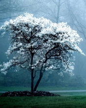 Das White Magnolia Tree Wallpaper 176x220