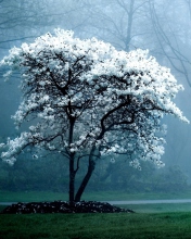 White Magnolia Tree wallpaper 176x220