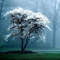 Screenshot №1 pro téma White Magnolia Tree 208x208