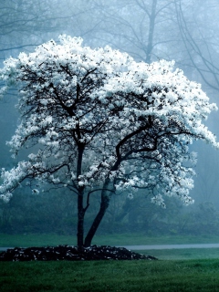 Das White Magnolia Tree Wallpaper 240x320