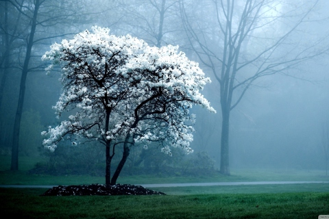 White Magnolia Tree screenshot #1 480x320
