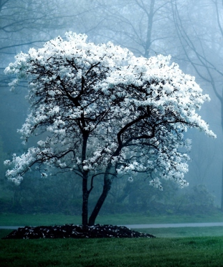White Magnolia Tree - Obrázkek zdarma pro 640x960