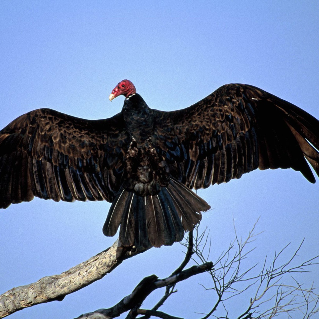 Fondo de pantalla Turkey Vulture On Tree 1024x1024
