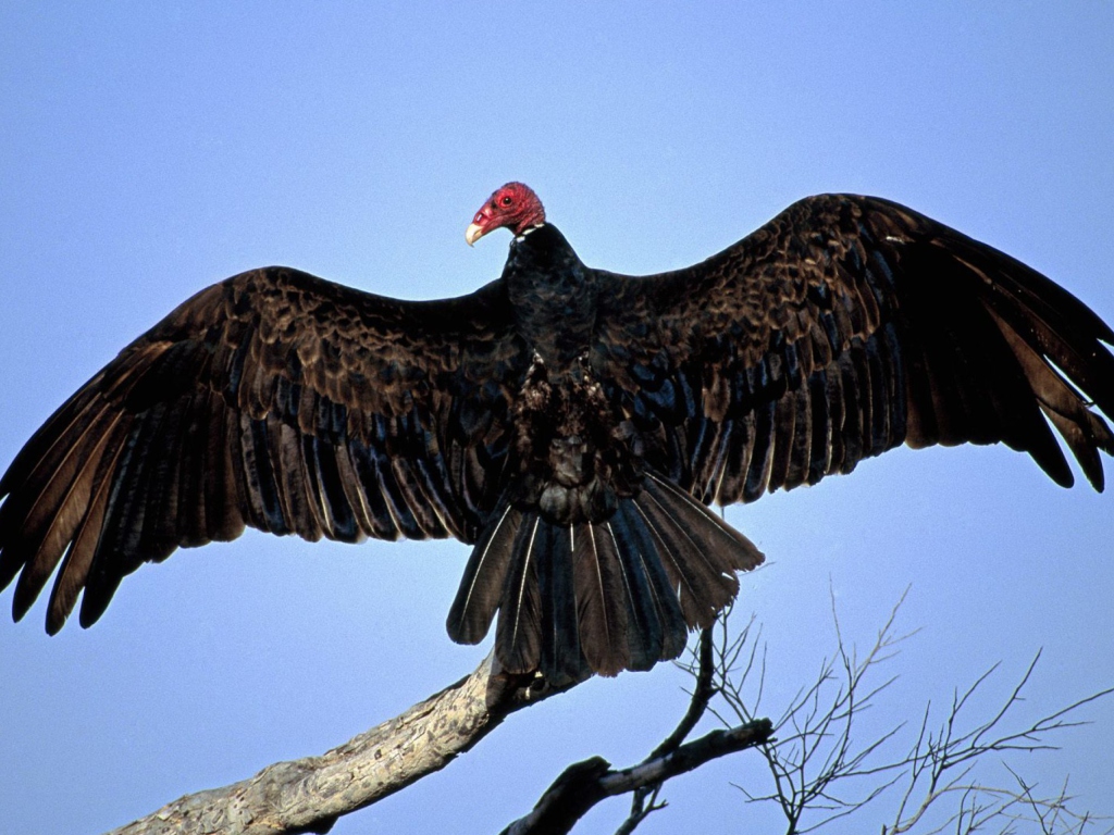 Обои Turkey Vulture On Tree 1024x768