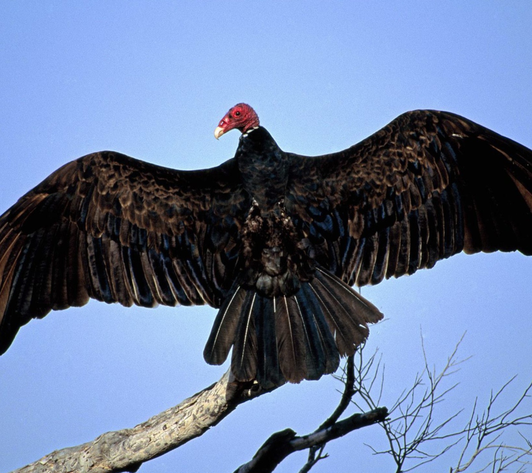 Das Turkey Vulture On Tree Wallpaper 1080x960